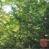 Wald.JPG